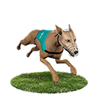 王牌俱樂部娛樂城白金賽狗 王牌俱樂部娛樂城白金賽狗